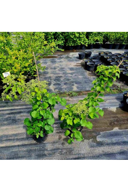 Гортензия черешковая Петиоларис - 3л/вис.50-70см/Ø20-25см